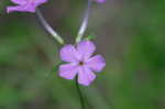 Thickleaf phlox